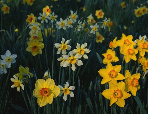 Daffodils, Reeves-Reed Arboretum, Union County, NJ (MF).jpg